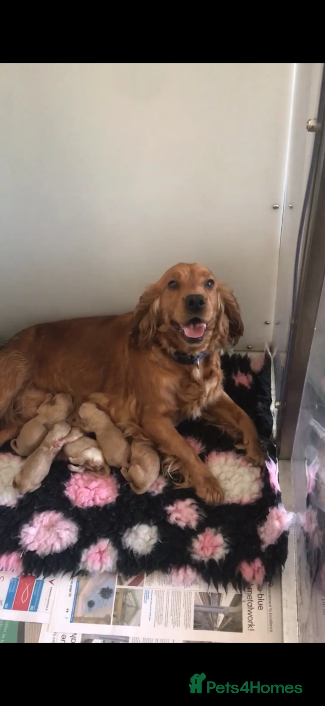 Cockapoo dogs for sale: Family raised Cockapoo babies  - Advert 2