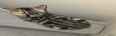 Stunning Silver Marble Tabby Kitten