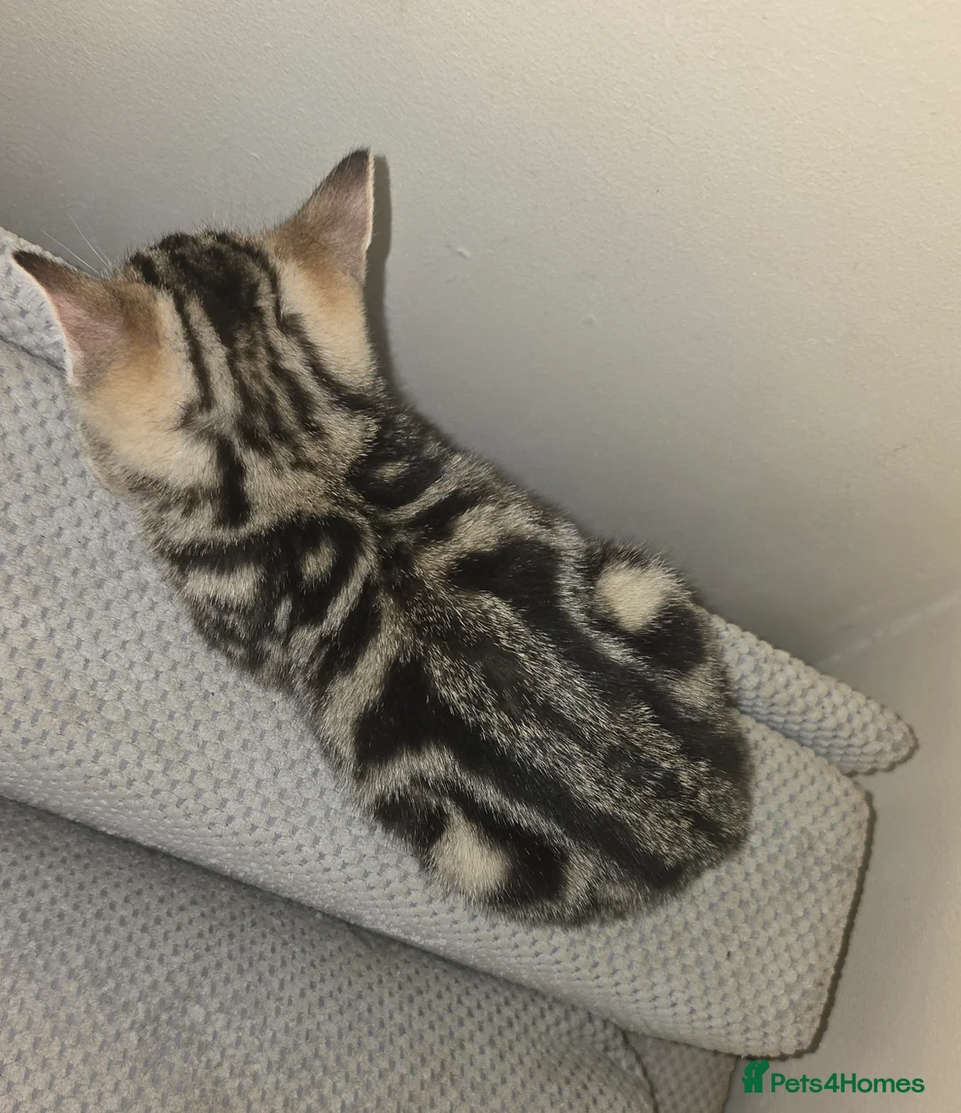 Mixed Breed cats for sale: Stunning Black Panther Kitten - Advert 2