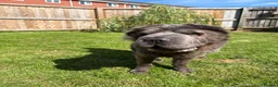 Shar Pei dogs for sale: Rare Blue Bearcoat Shar Pei Male 1 year old - Advert 6