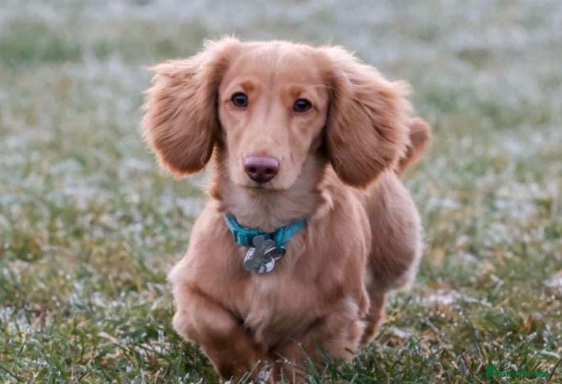 Miniature Dachshund dogs Stunning Dark Cream Longhaired Dachshund  - Advert 2