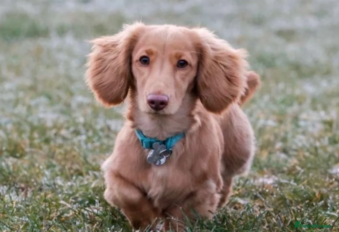 Miniature Dachshund dogs for stud: Stunning Dark Cream Longhaired Dachshund  - Advert 1