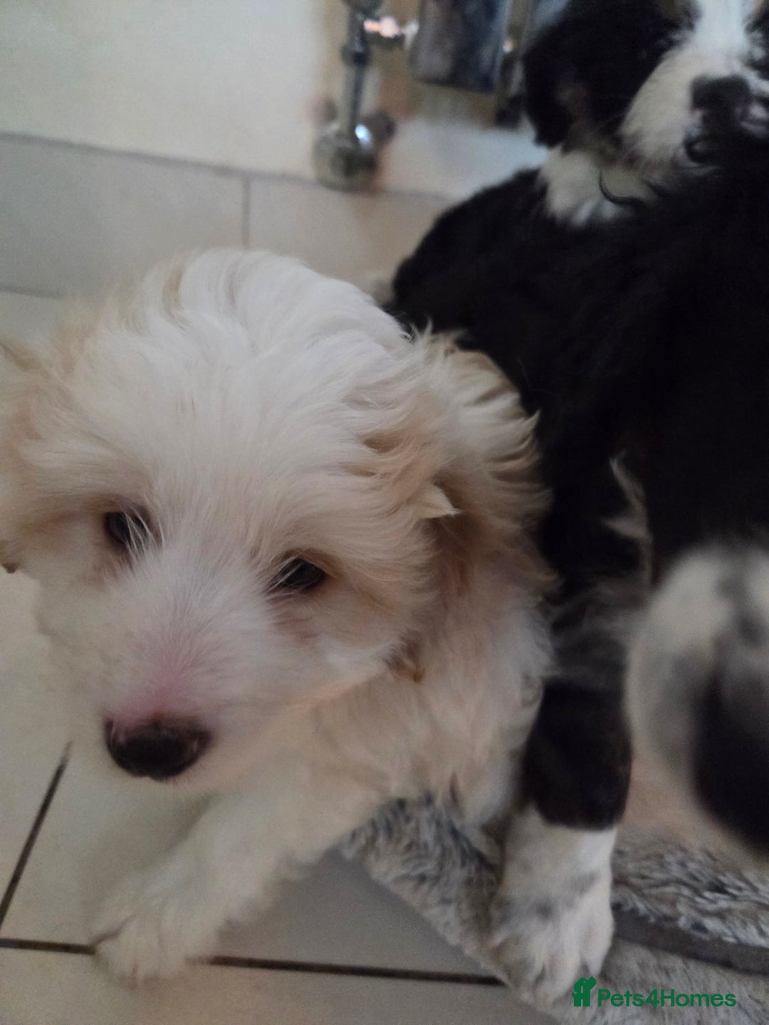 Bordoodle dogs for sale: Bordoodle pups - Advert 11