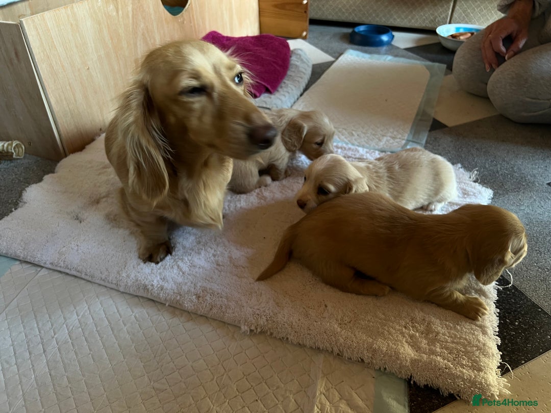 Dachshund dogs for sale:  Cream long haired miniature Dachshund - Image 21