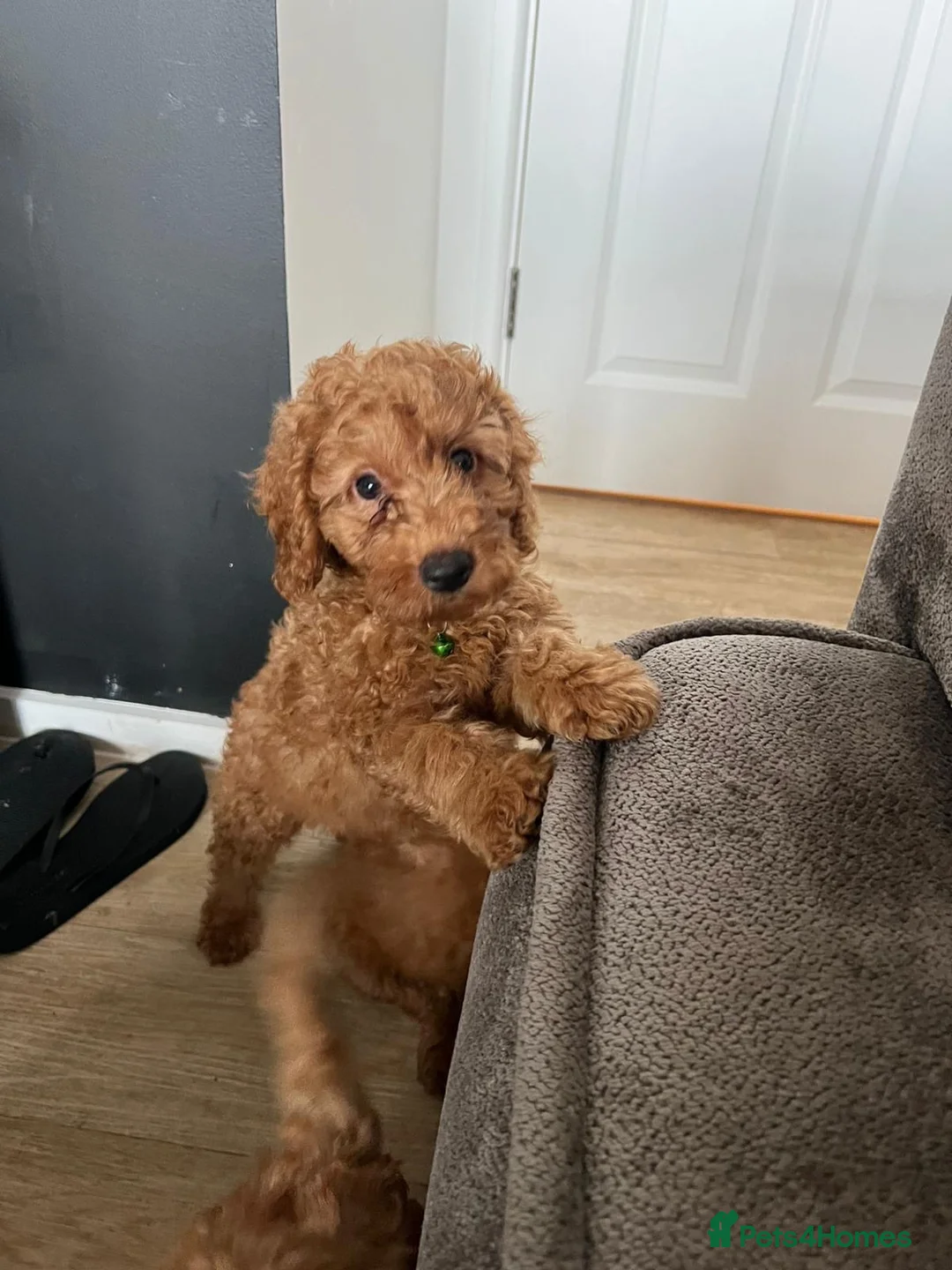 Cavapoo dogs for sale: BEAUTIFUL CAVAPOO in Baldock - Advert 2