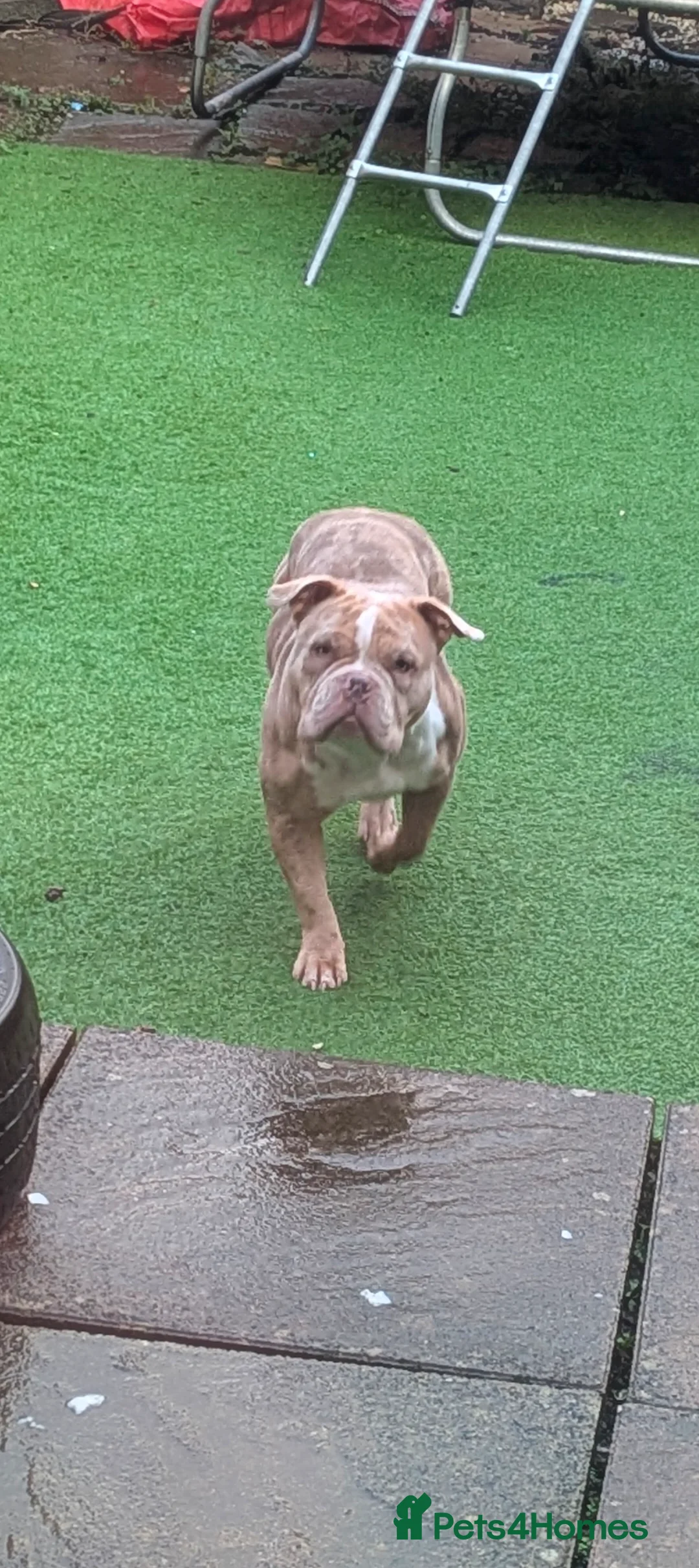 American Bully dogs for adoption: Pocket Bully rehoming. in Penarth - Advert 4