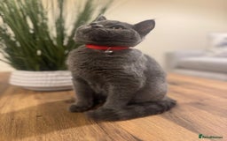 Scottish Fold cats for sale: Scottish Straight - Image 2