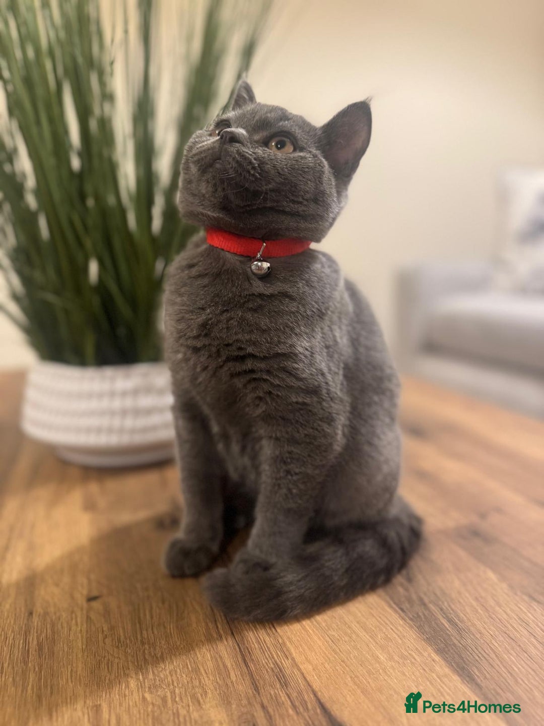 Scottish Fold cats for sale: Scottish Straight - Image 2