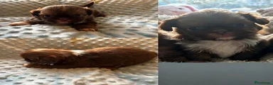 Shih Tzu 1