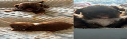 Shih Tzu dogs for sale: 3 beautiful imperial karashishi shihtzus  - Advert 2