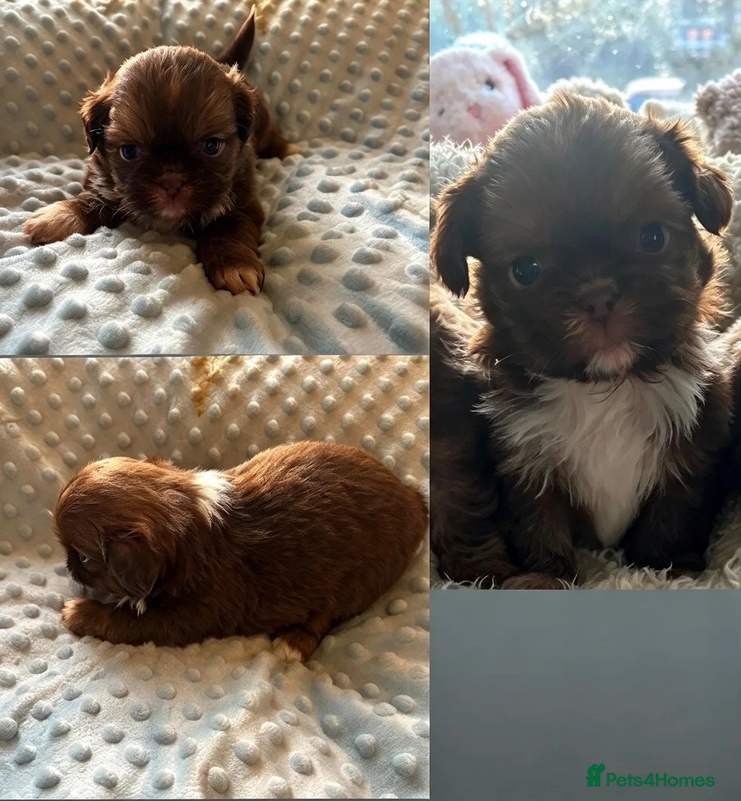 Shih Tzu dogs for sale: 3 beautiful imperial karashishi shihtzus  - Advert 2