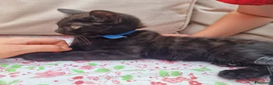 Mixed Breed 3 dark blue