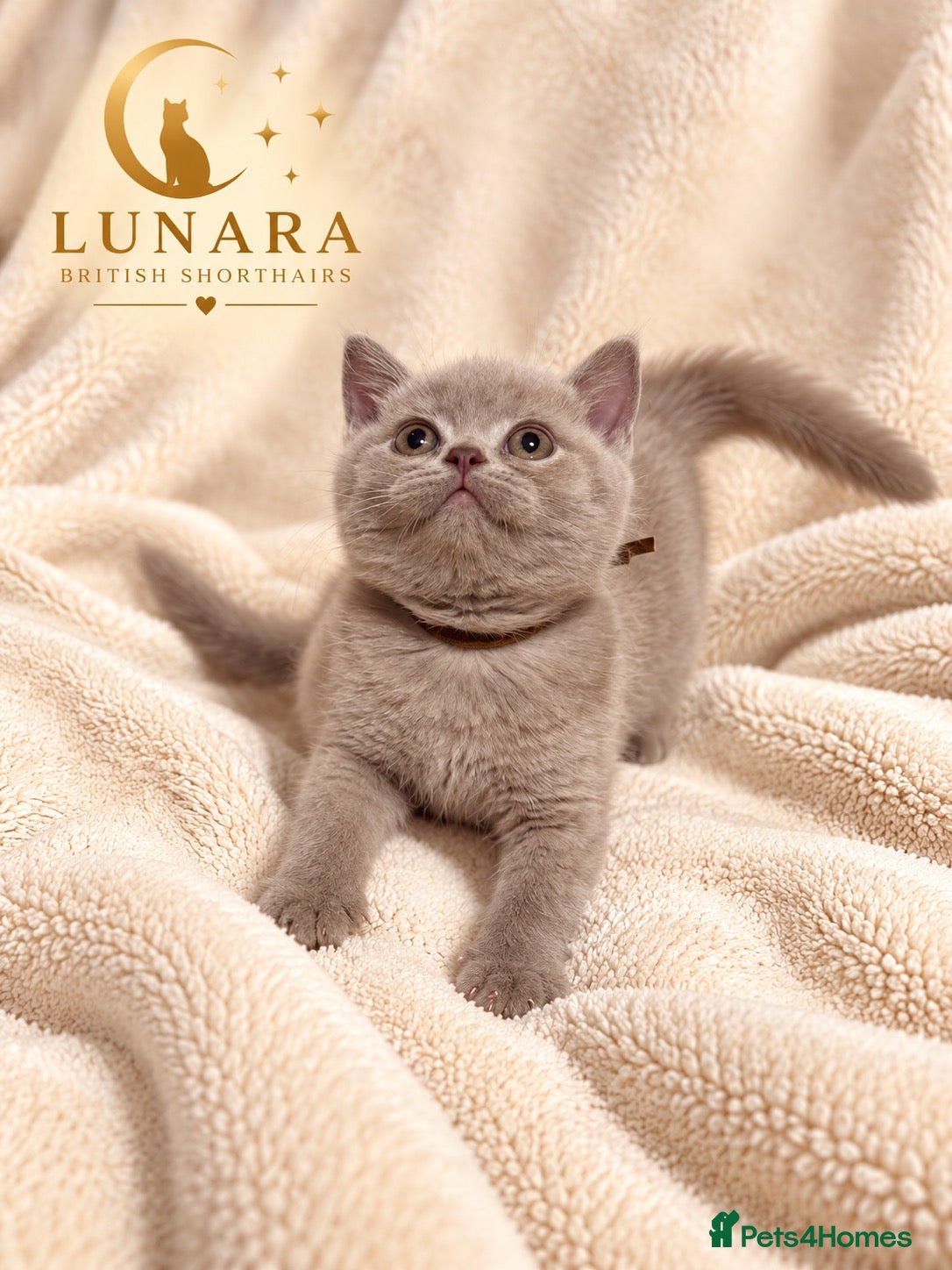 British Shorthair cats for sale: Supreme Champion Line British Shorthair Kittens - Advert 2