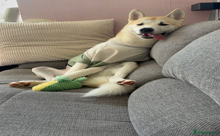 Japanese Akita Inu dogs - Advert 5