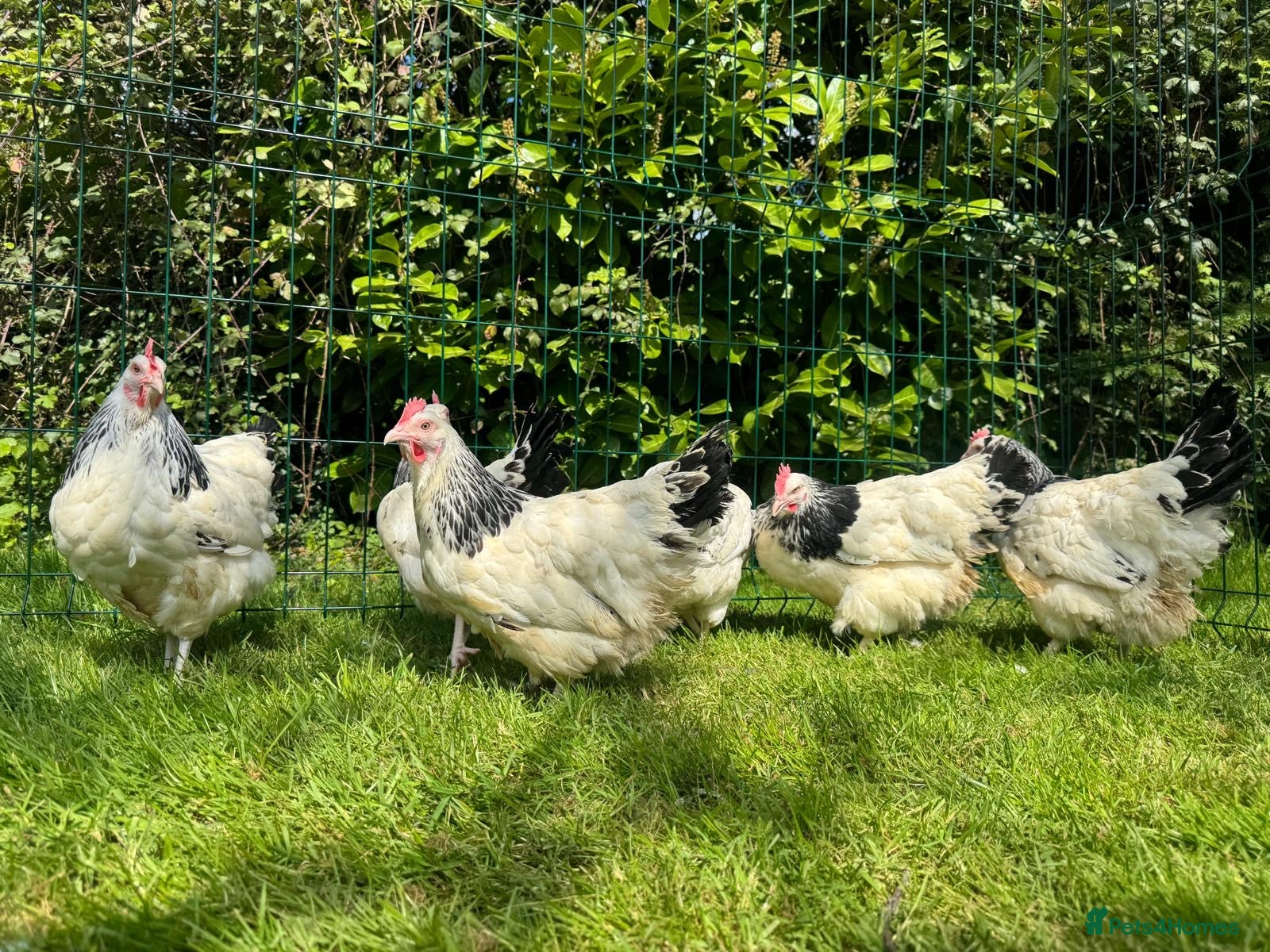 Chickens poultry Light Sussex exhibition large fowl - Advert 17