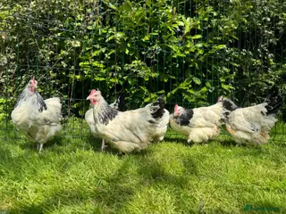 Chickens poultry Light Sussex exhibition large fowl - Advert 17