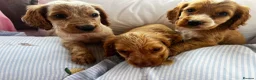 Cocker Spaniel dogs for sale: Show type cocker boys  in Daventry - Advert 7