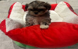 Shih Tzu dogs for sale: Beautiful Shih Tzu puppies - Image 10