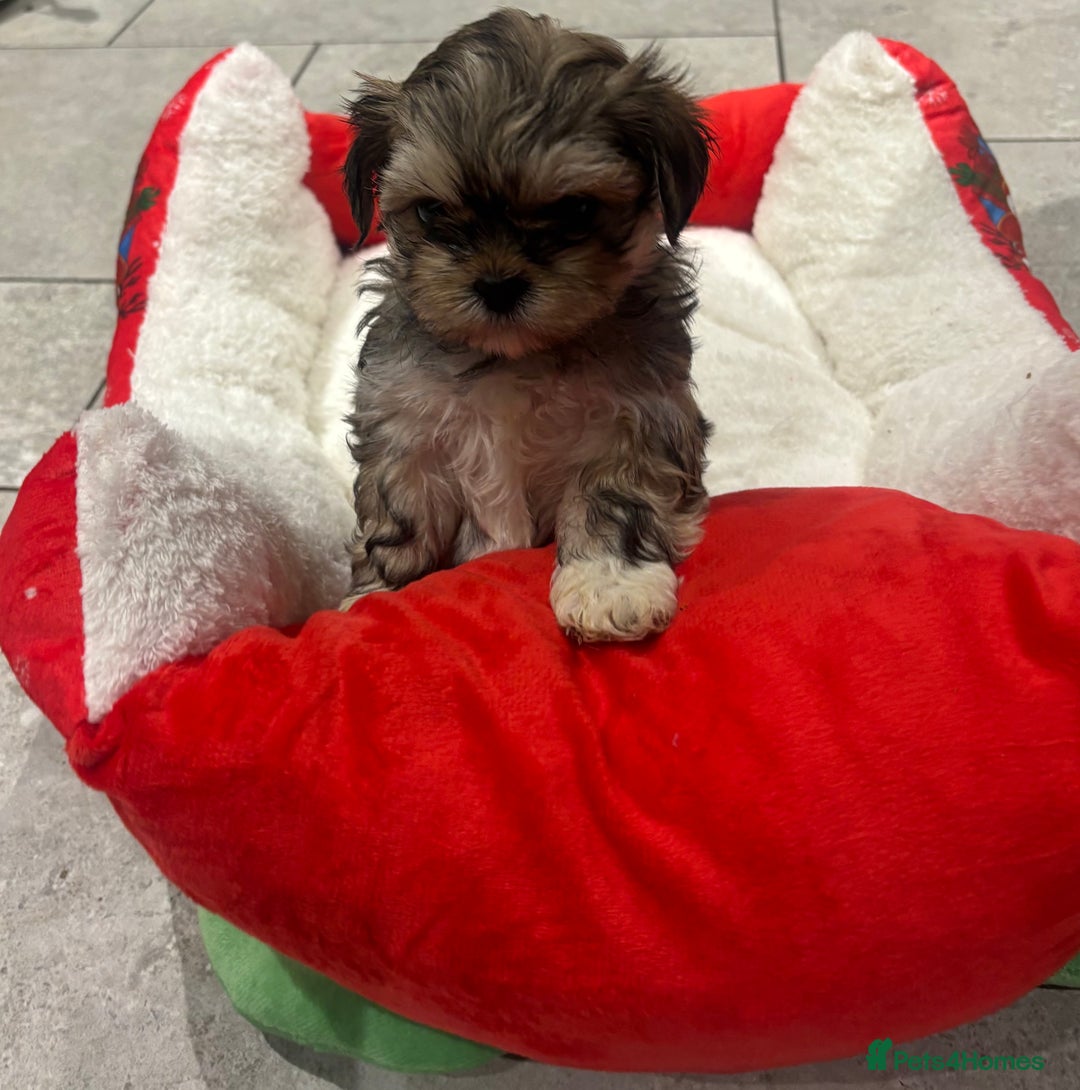 Shih Tzu dogs for sale: Beautiful Shih Tzu puppies - Image 10