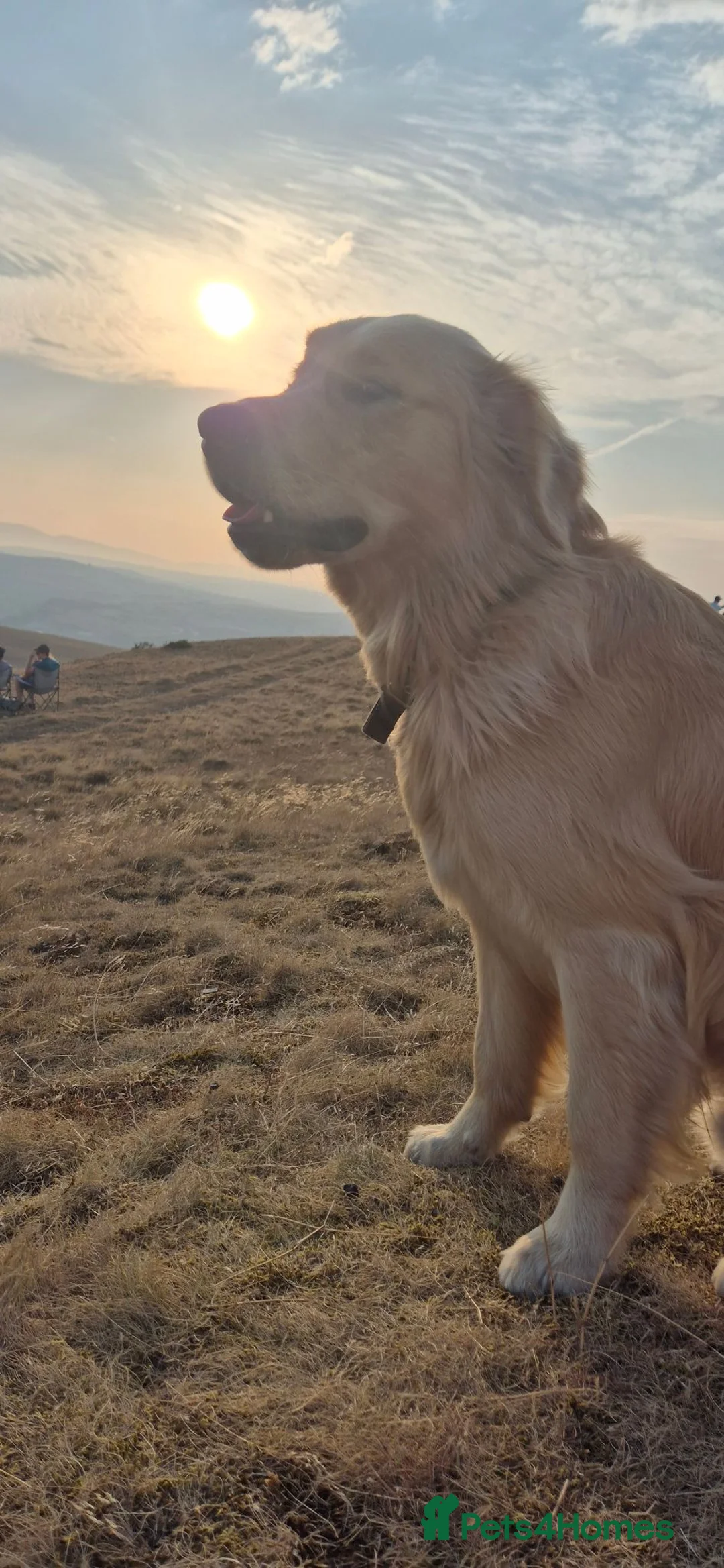 Golden Retriever dogs for stud: Golden Retriever for Stud in Saint Asaph - Advert 11
