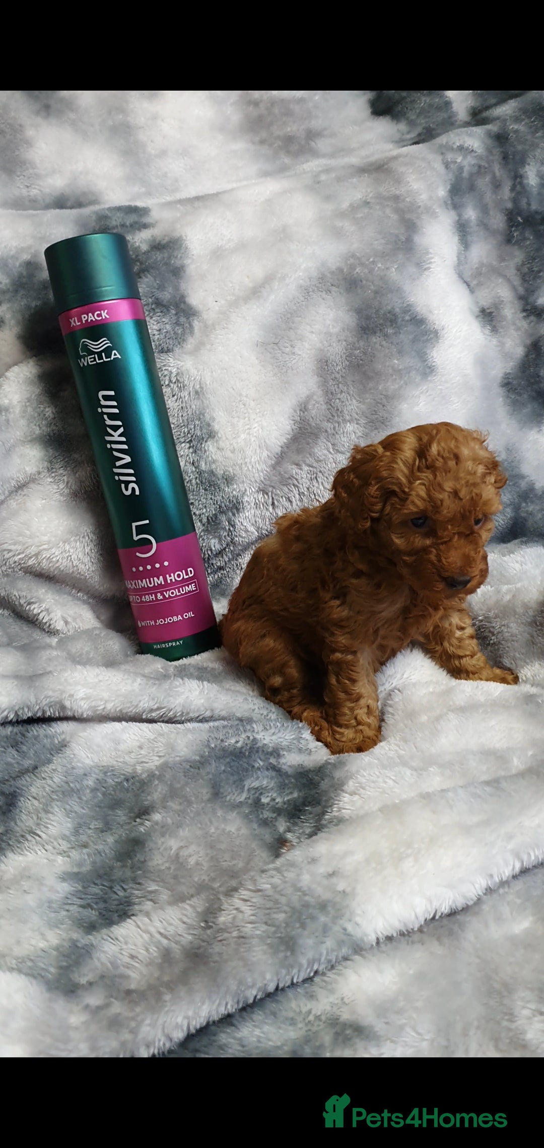 Toy Poodle dogs for sale: ASIAN CHAMPION lineage, KC registered Toy Poodles - Advert 5