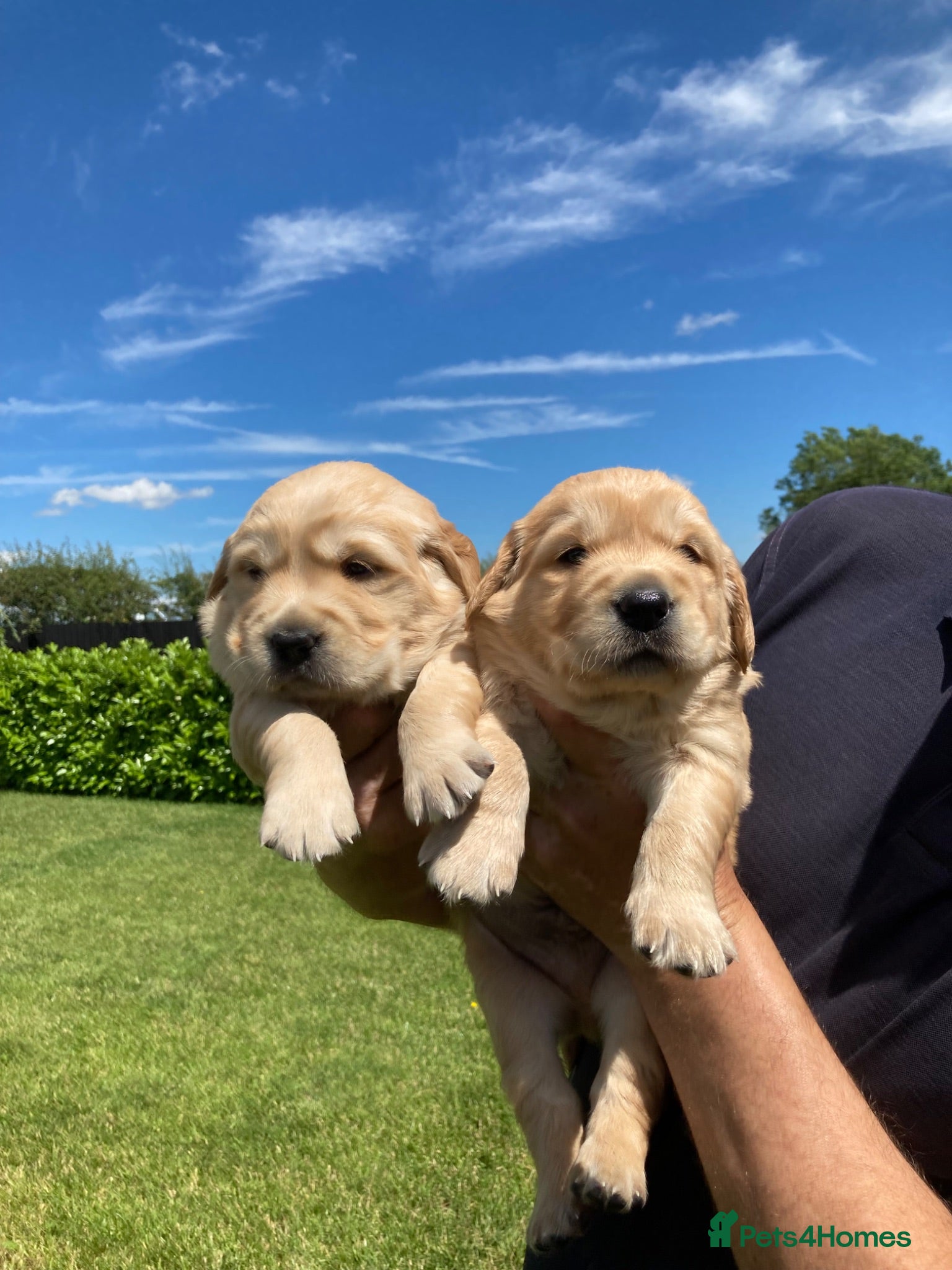Golden Retriever dogs Beautiful retriever puppies - Advert 3
