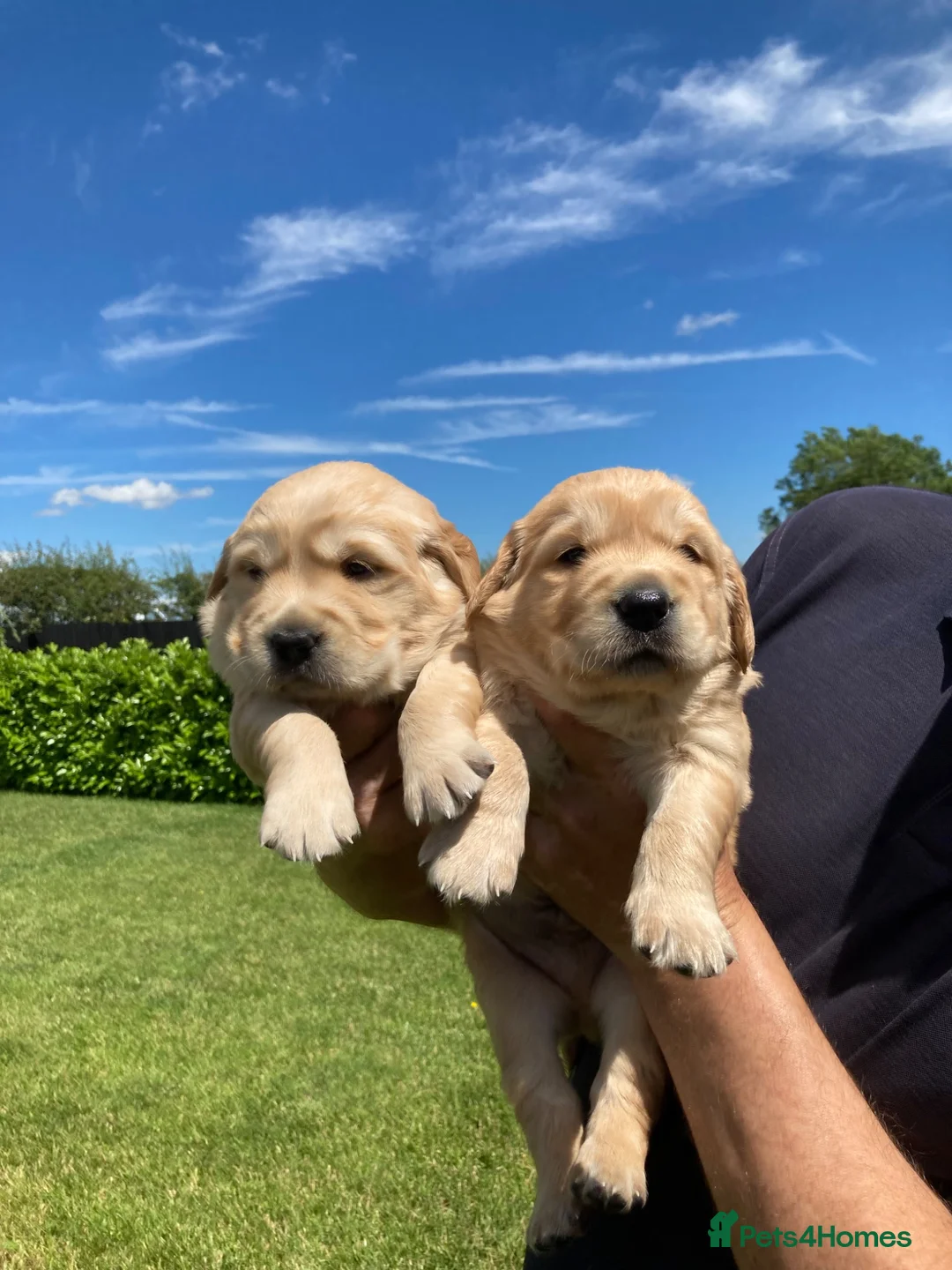 Golden Retriever dogs for sale: Beautiful retriever puppies - Advert 1