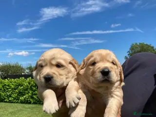Golden Retriever dogs Beautiful retriever puppies - Advert 4