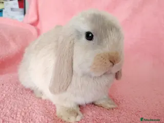 Mini Lop rabbits Baby mini lops for sale - Advert 1