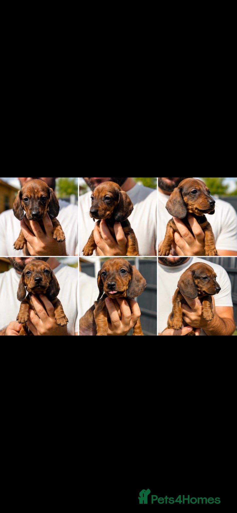 Dachshund dogs 6 beautiful dachshund puppies for sale !!😍 - Advert 7