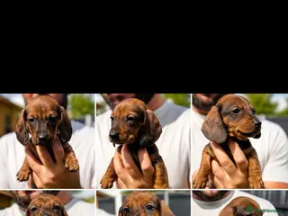 Dachshund dogs 6 beautiful dachshund puppies for sale !!😍 - Advert 1