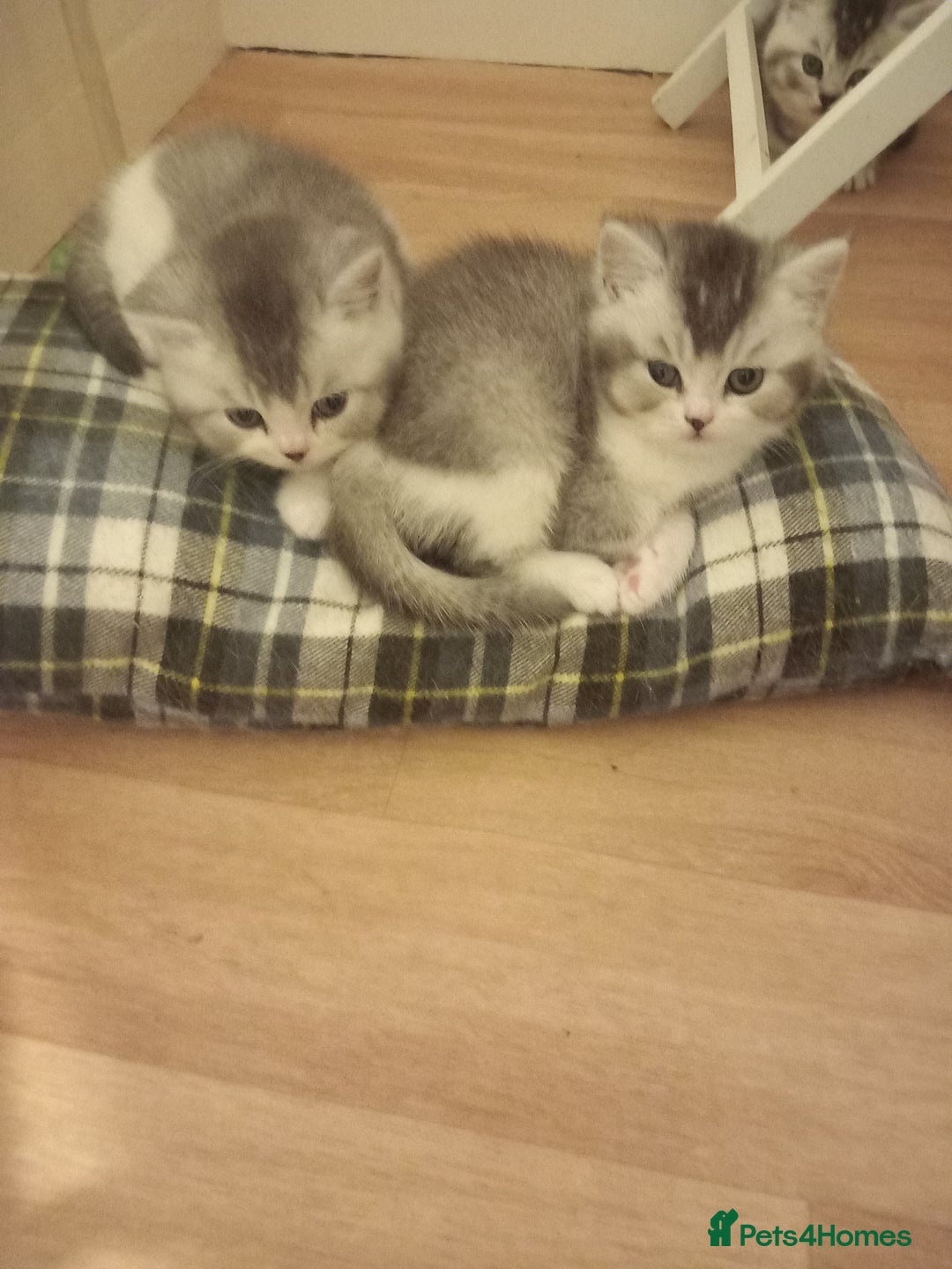British Shorthair cats for sale: Stunning unusual British short hair kittens  - Advert 3