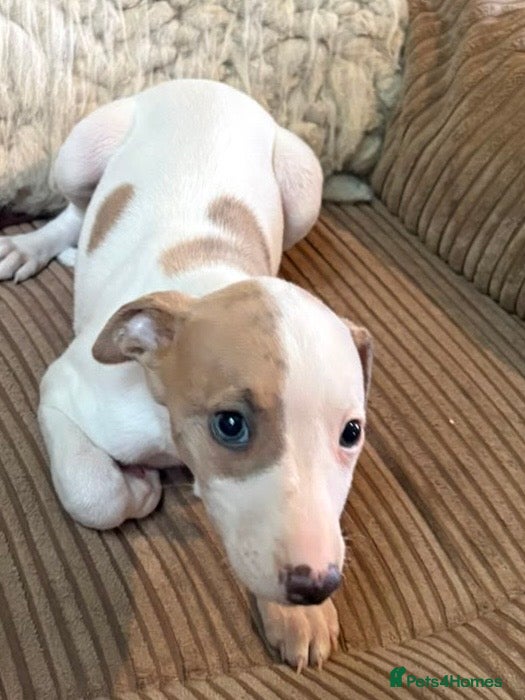 Whippet dogs Fabulous Whippet Puppies Only 3 left!! - Advert 2