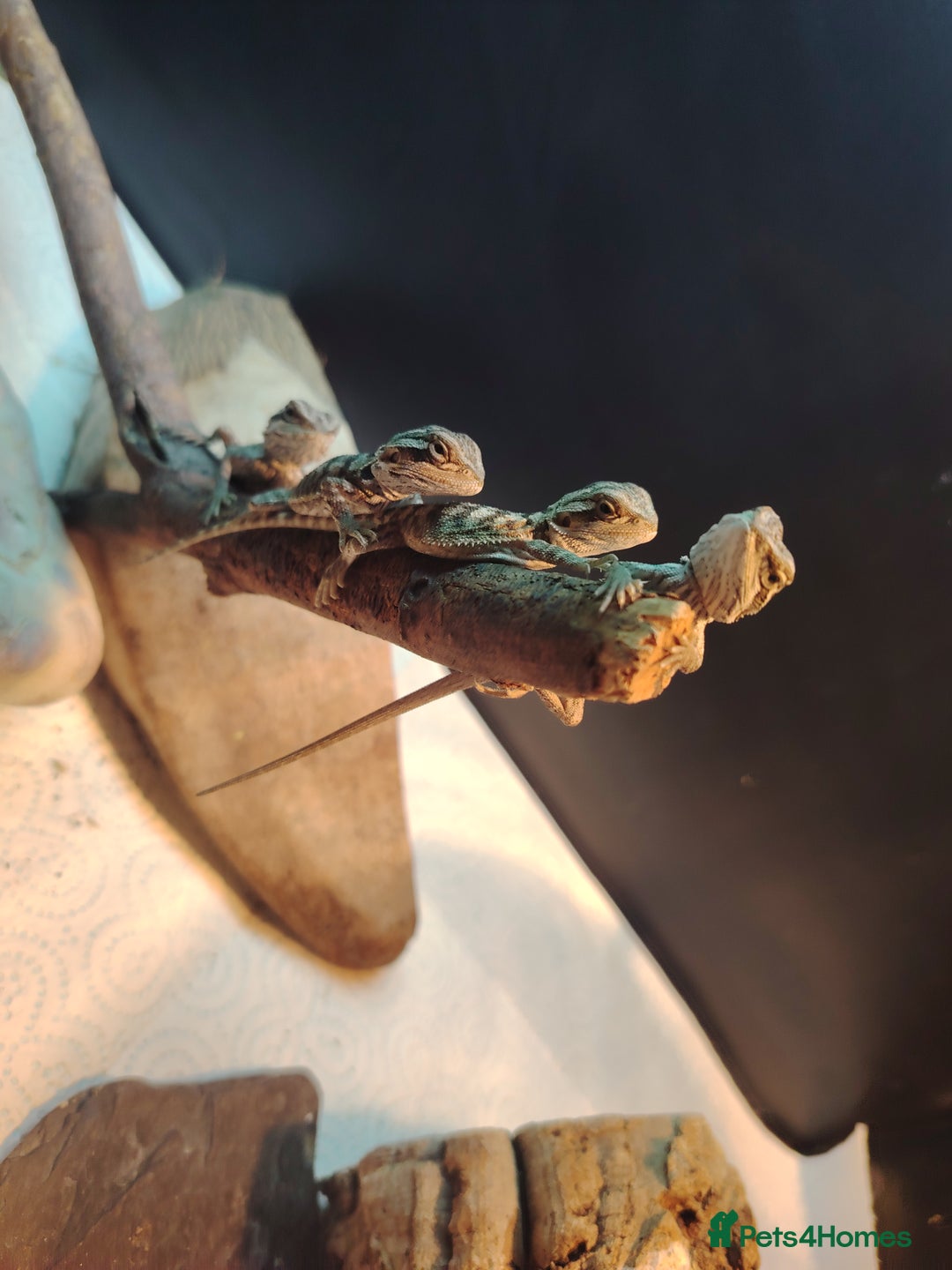 Bearded Dragon reptiles for sale: Baby bearded dragon  - Image 2
