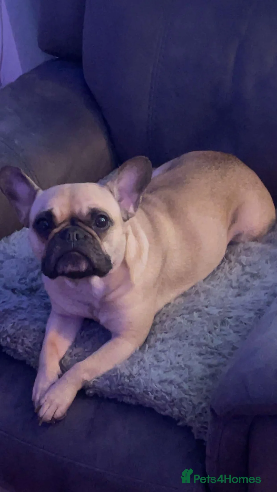 French Bulldog dogs for sale: Poppy the Frenchie - Advert 2
