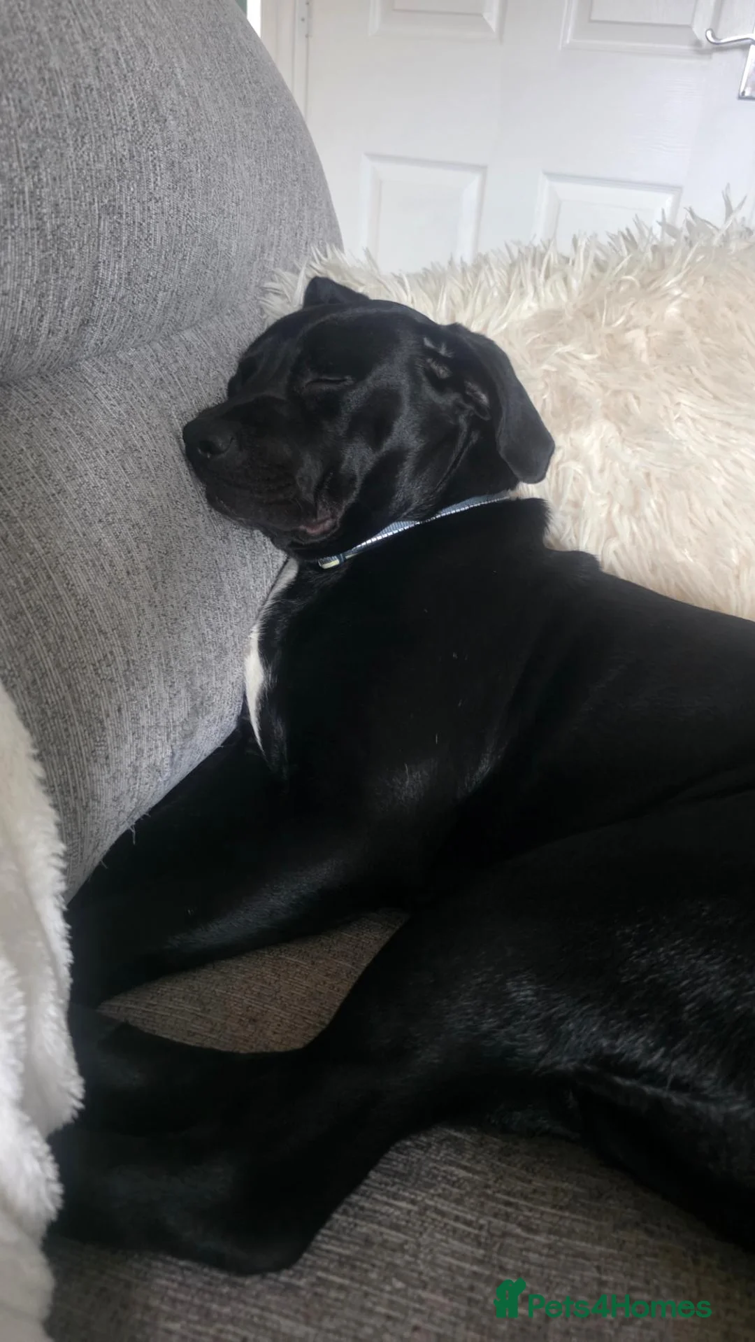 Mixed Breed dogs for sale: Fendi ♡ in Bromsgrove - Advert 1