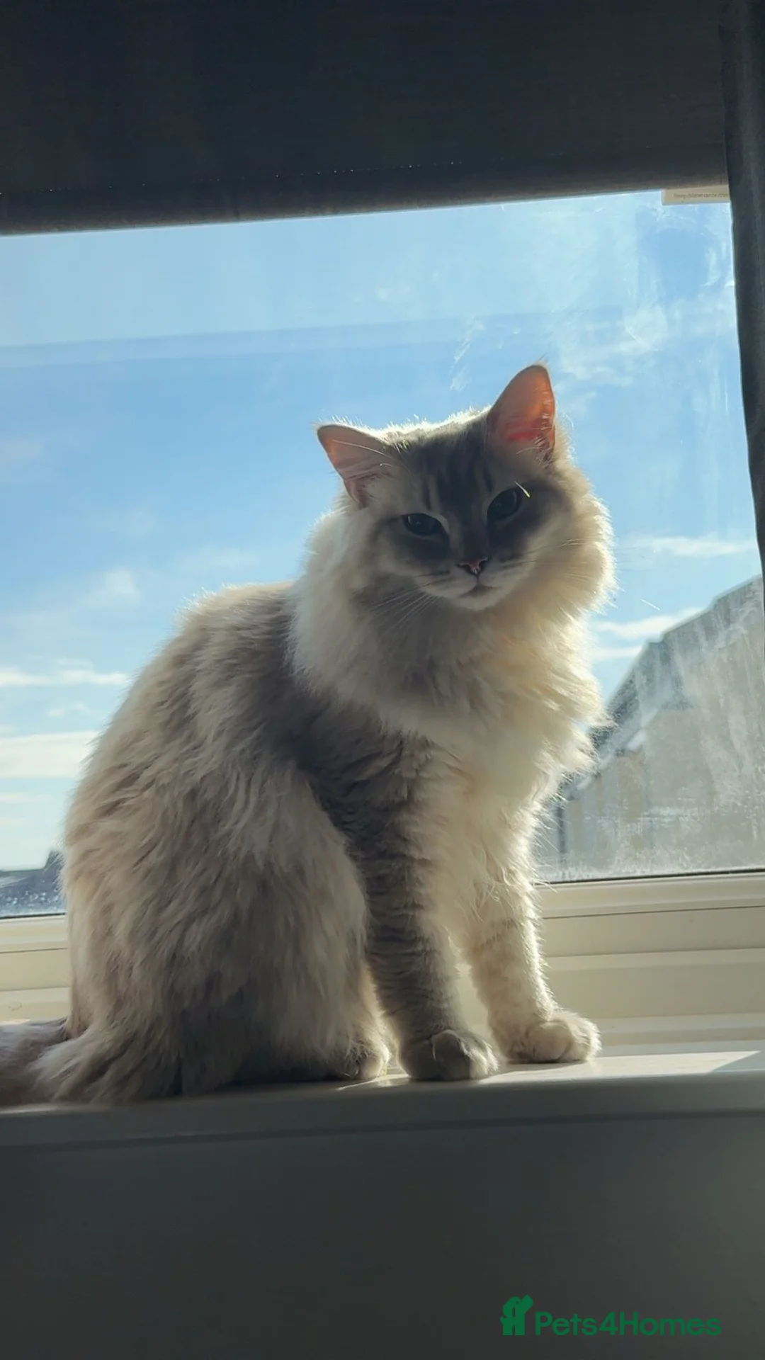 Ragdoll cats for sale: Lilac lynx ragdoll boy - Advert 2