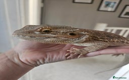 Bearded Dragon reptiles for sale: Bearded dragon for sale - Image 2