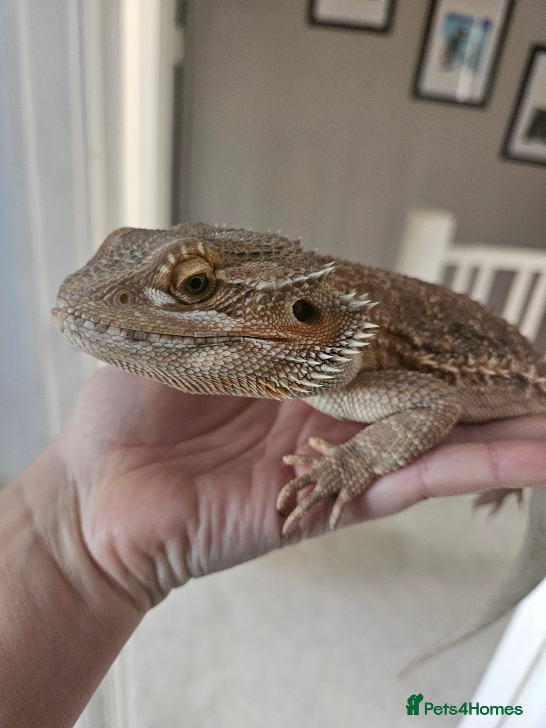 Bearded Dragon reptiles for sale: Bearded dragon for sale - Image 2