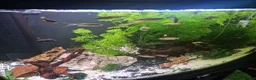 Other/Mixed Breed fish for sale: Various coldwater fish in Chorley - Advert 2