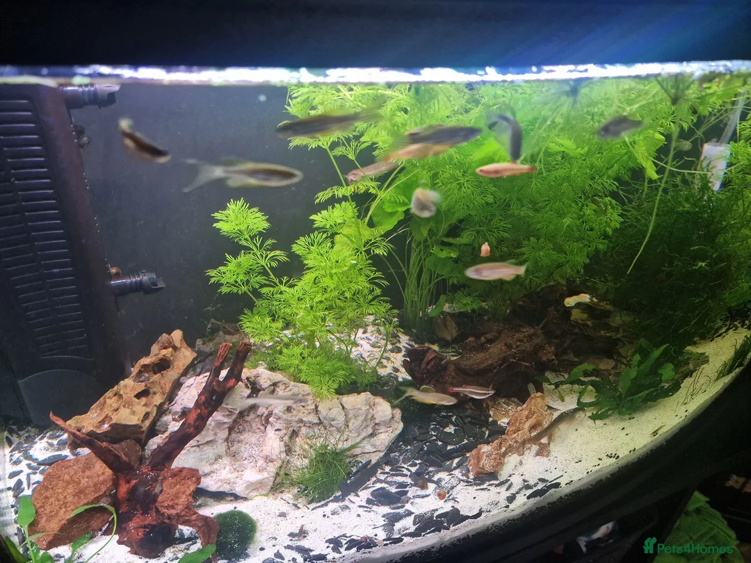 Other/Mixed Breed fish for sale: Various coldwater fish in Chorley - Advert 2