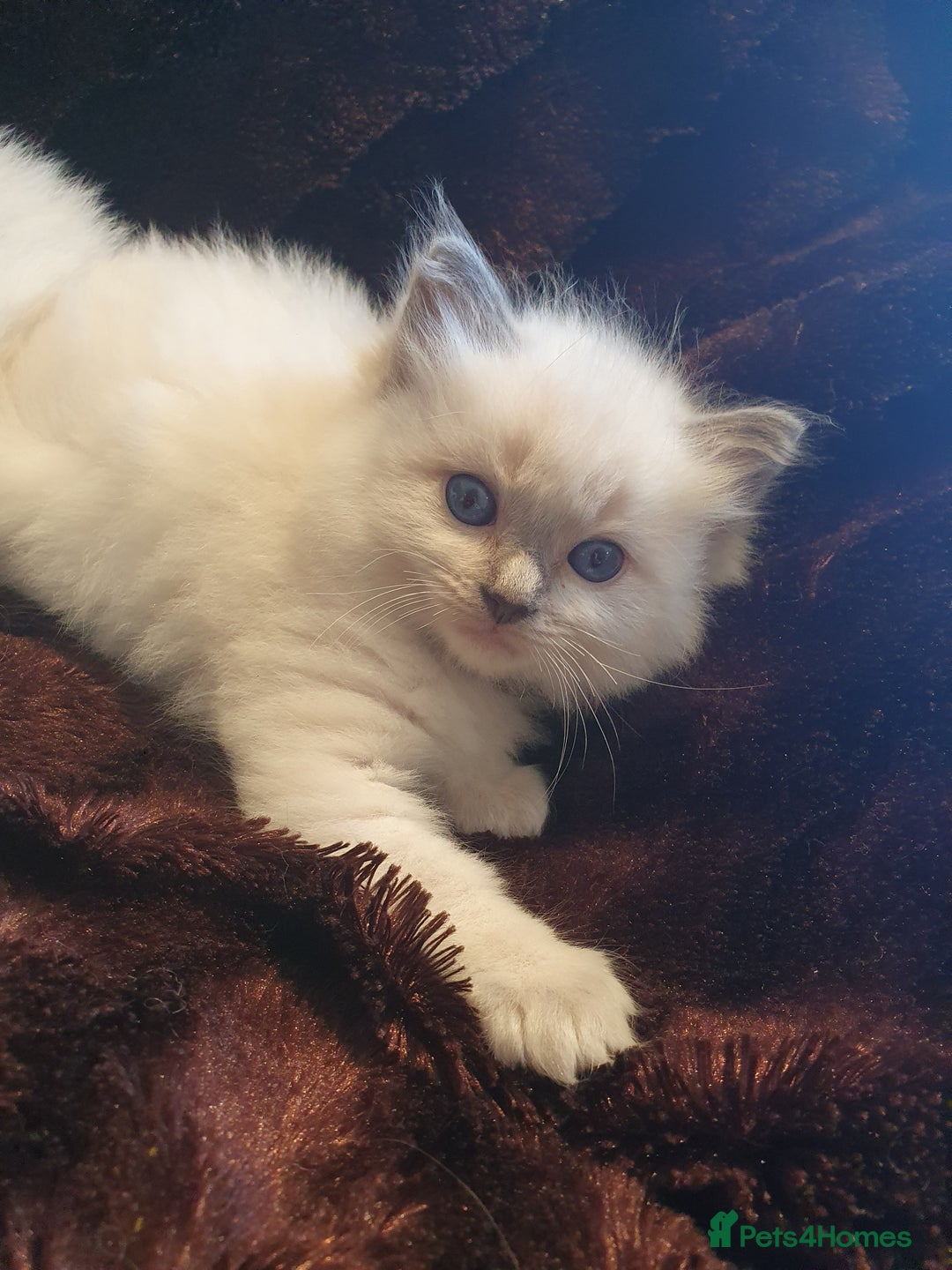 Ragdoll cats for sale: PEDIGREE RAGDOLL KITTENS FROM GCCF REGISTERED - Image 7