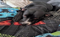 Mixed Breed dogs for sale: Female dog to a dog home (please read description) - Image 2