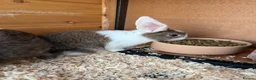 Mixed Breed rabbits for sale: Various rabbits for sale  - Advert 11