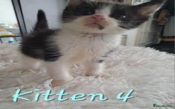 Mixed Breed cats for sale: 4 Stunning kittens for sale - Image 21