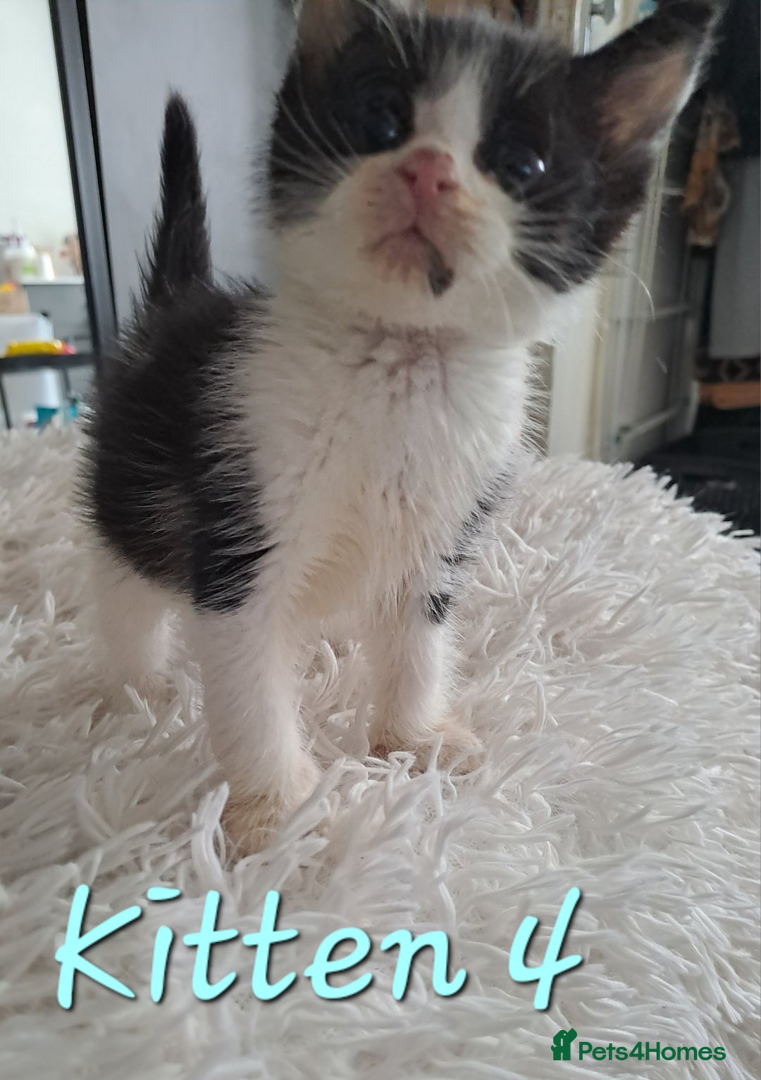 Mixed Breed cats for sale: 4 Stunning kittens for sale - Image 21