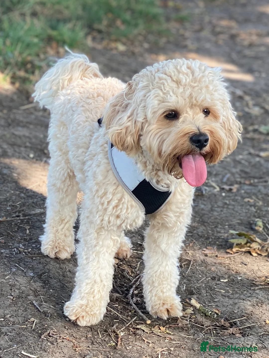 Cavapoo dogs for stud: Stunning Cavapoo for Stud (Proven) in Grays - Advert 8