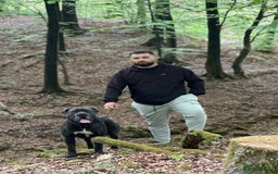 Cane Corso dogs for stud: Cane corso looking for a lover  - Image 2