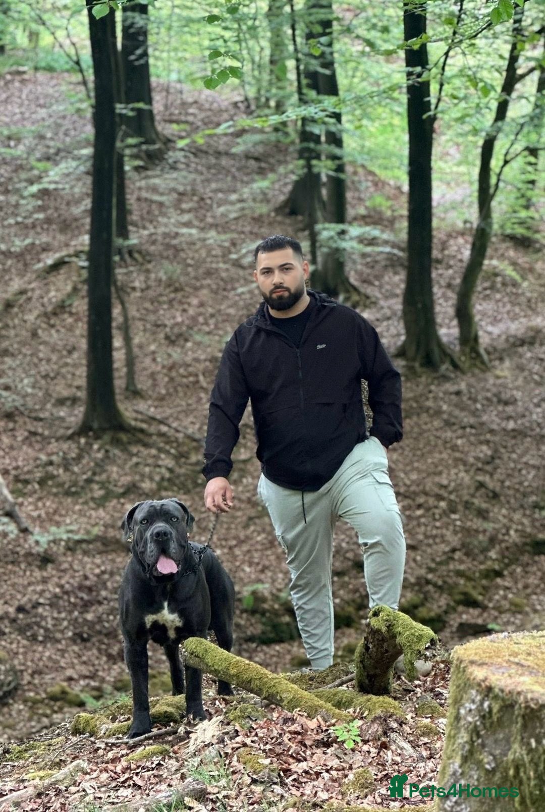 Cane Corso dogs for stud: Cane corso looking for a lover  - Image 2