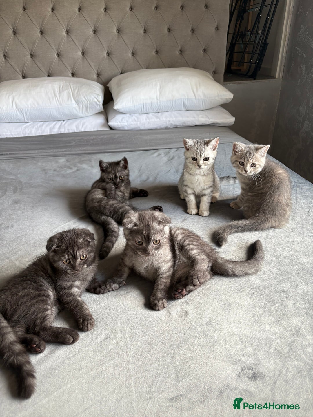 Scottish Fold cats for sale: 5 kittens Ready to find their forever homes  - Image 15